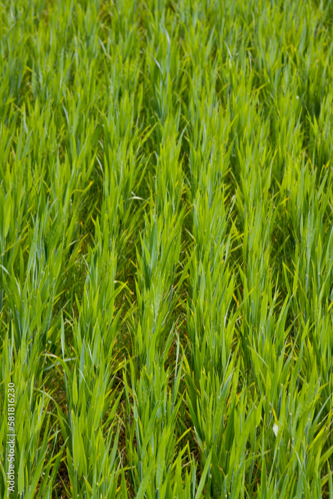 Obraz premium Green grass texture can be used as background.