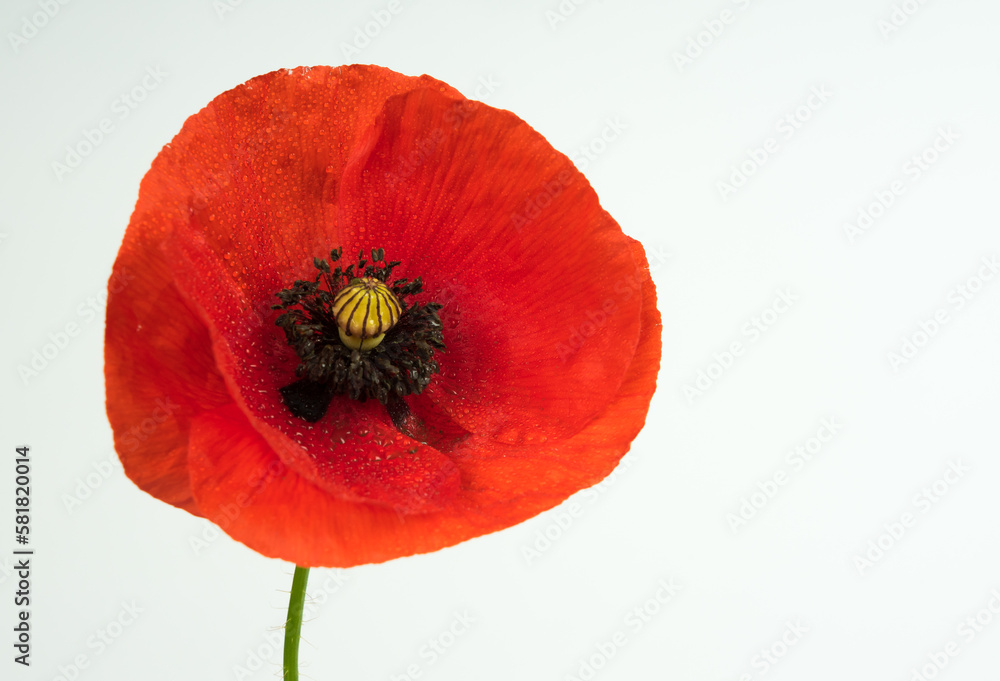 Fototapeta premium red poppy flower