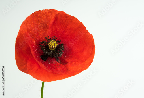 red poppy flower