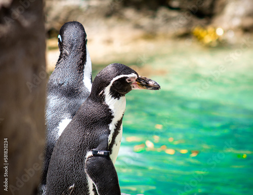 Fototapeta Naklejka Na Ścianę i Meble -  Penguin near the water
