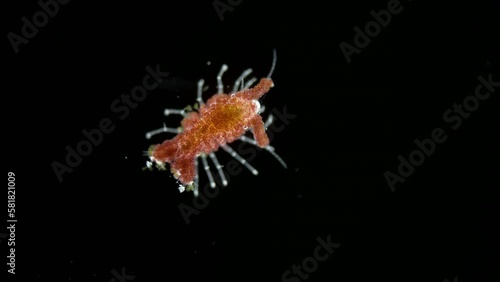 Sea Isopoda superfamily Janiroidea under the microscope, Asellota Suborder. Possibly family Santiidae. They live on the bottom or on corals. Indian ocean photo