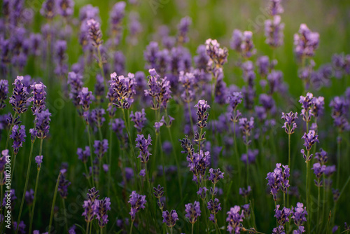 Blooming Lavender Flowers in a Provence Field Under Sunset Rays. Soft Focused Purple Lavender Flowers. Summer Scene Background. © Hanna Aibetova
