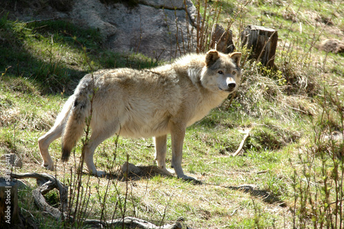 Loup  Canis lupus
