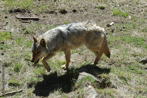 Loup  Canis lupus