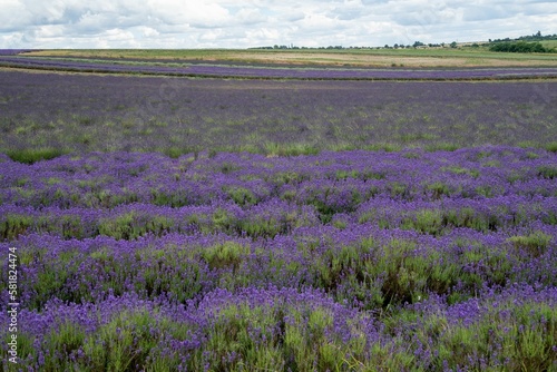 Beautiful landscape of lavender field in the Hertfordshire countryside