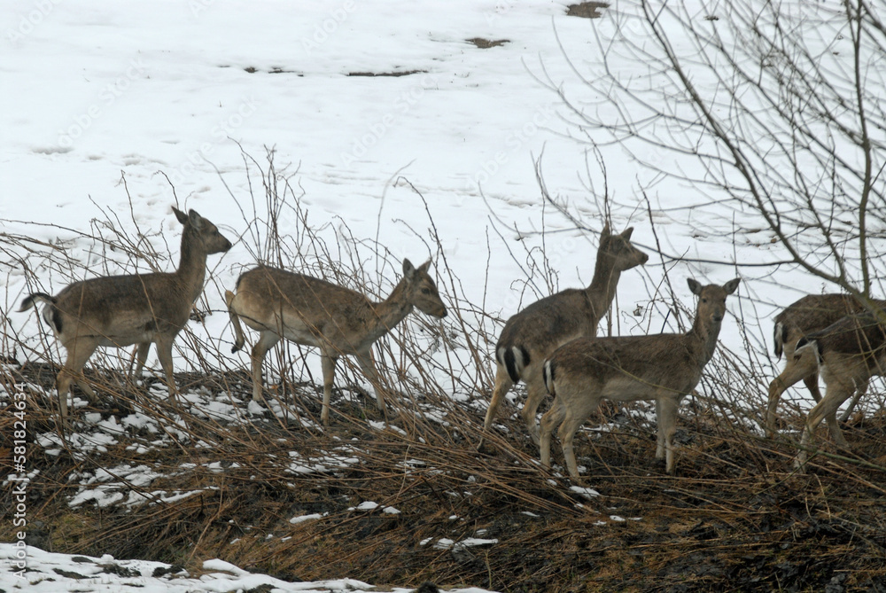 Chevreuil, Capreolus capreolus , hiver , neige Chevreuil, Capreolus capreolus , hiver , neige