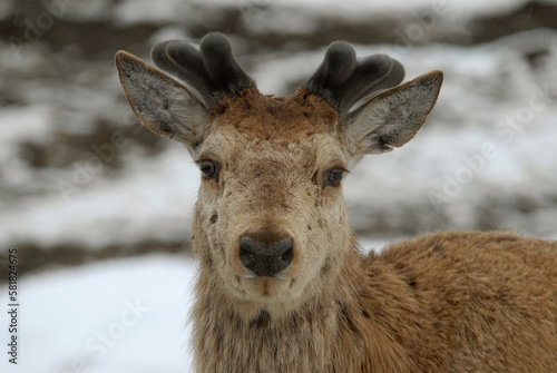 Cerf elaphe  Cervus elaphus 