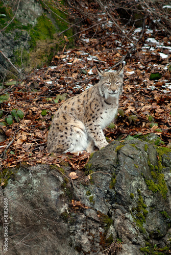 Lynx boreal, Lynx lynx © JAG IMAGES