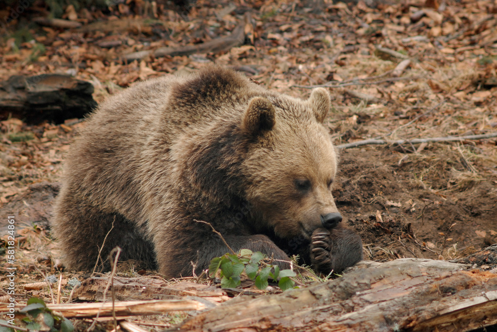 Obraz premium Ours brun, Ursus arctos