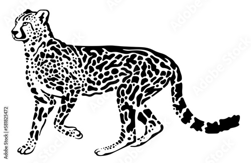 King cheetah vector illustration isolated on white
