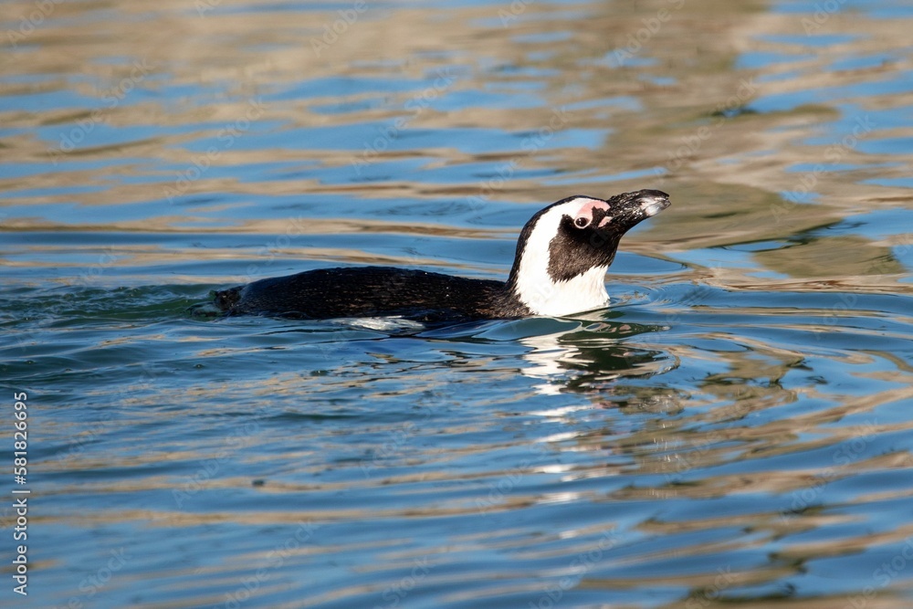 Fototapeta premium Black footed penguin swimming in the pond water, closeup shot