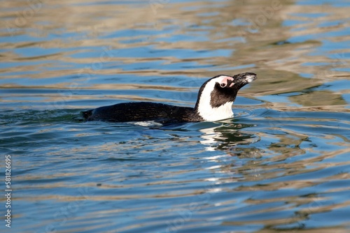 Black footed penguin swimming in the pond water, closeup shot