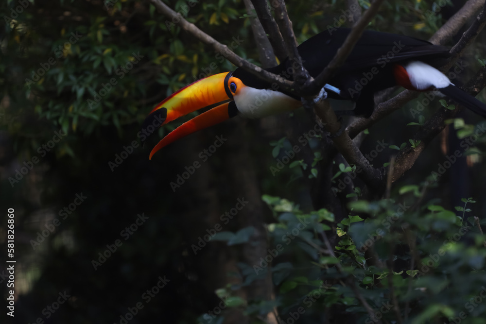 Obraz premium The toco toucan bird on the wood tree