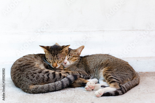 Two cute cats, lying together on the floor at a white wall.
