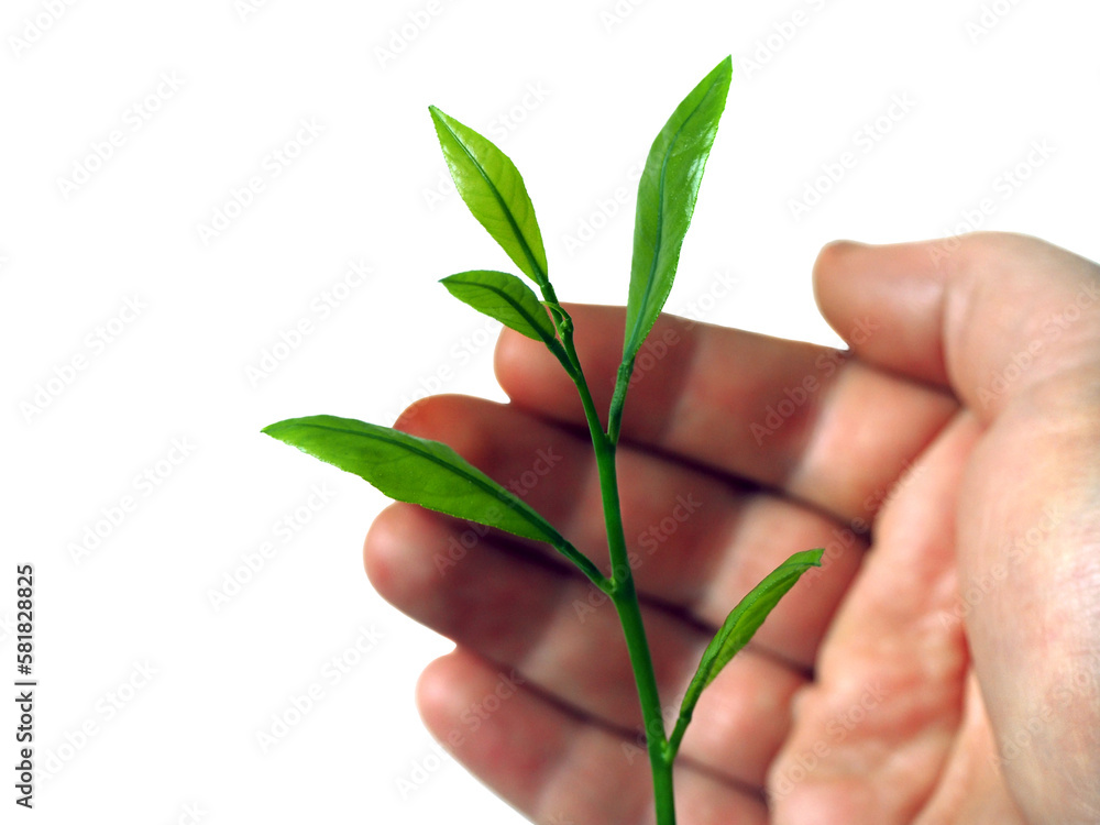 Hand saving a young plant on isolated white background. Care and protection to nature. Focused on leaves. Hand saving a young plant on isolated white background. Care and protection to nature. Focused on leaves.