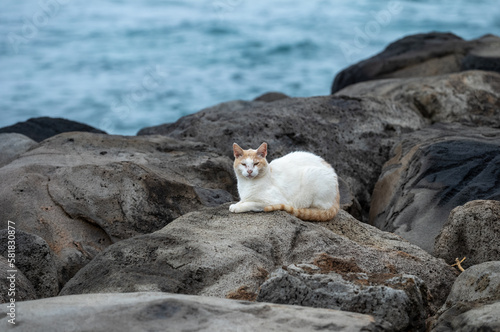 White Cat Lying on Black Rocks with a Blue Ocean Background.