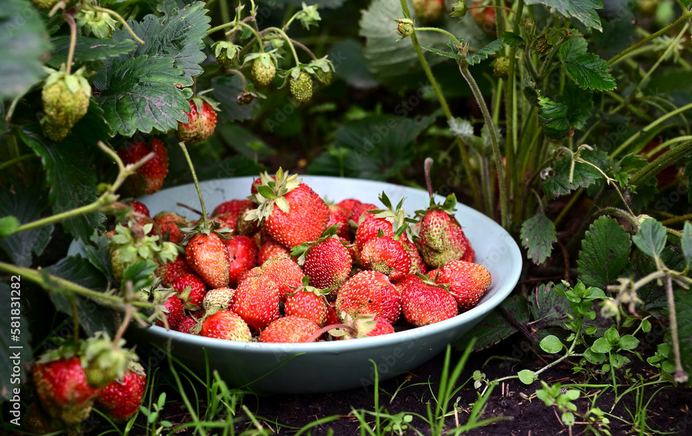 Fresh homegrown strawberries in bowl between strawberry bushes. Ripe red berries picked in home garden. Summer fruits vivid colorful background Fresh homegrown strawberries in bowl between strawberry bushes. Ripe red berries picked in home garden. Summer fruits vivid colorful background