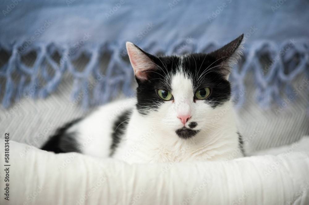 Closeup of a black and white spotted cat