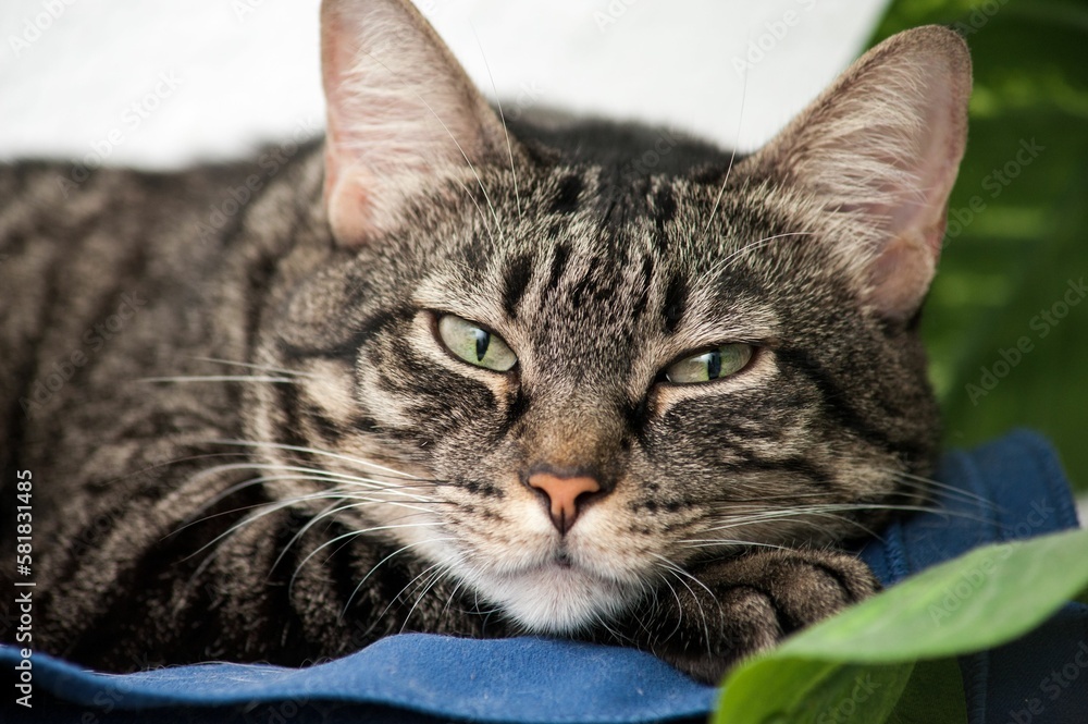 Closeup of a sleepy cute gray striped cat Closeup of a sleepy cute gray striped cat