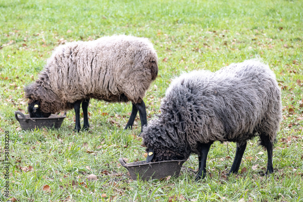 Rough Wool Pomeranian Sheep on a meadow Rough Wool Pomeranian Sheep on a meadow