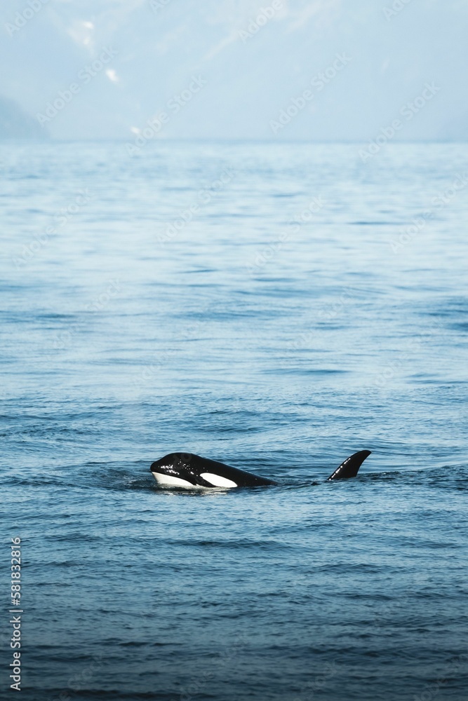 Fototapeta premium Vertical shot of a killer whale swimming in the water in a sea, Alaska