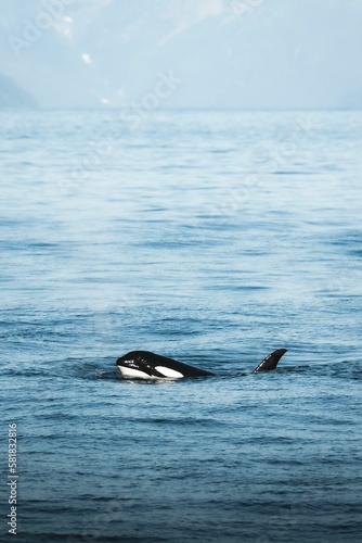 Vertical shot of a killer whale swimming in the water in a sea  Alaska