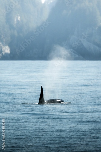 Vertical shot of a killer whale swimming in the water in a sea, Alaska