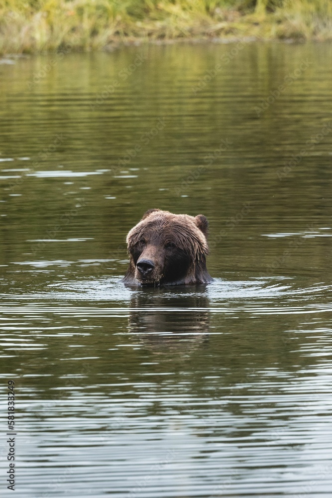 Vertical shot of a wet brown bear in the water pond in Alaska on a clear day Vertical shot of a wet brown bear in the water pond in Alaska on a clear day