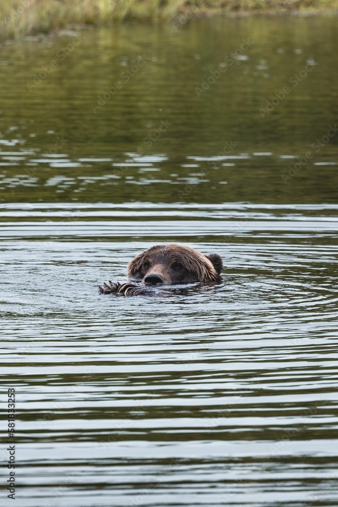 Fototapeta premium Vertical shot of a wet brown bear in the water pond in Alaska on a clear day