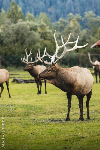 Vertical shot of a wild elk with large antlers on a grass field in a park in Alaska