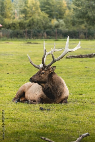 Vertical shot of a wild elk with large antlers lying on the grass in a park in Alaska