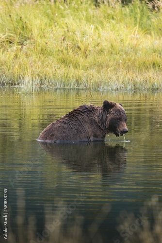 Vertical shot of a wet brown bear in the water pond in Alaska on a clear day