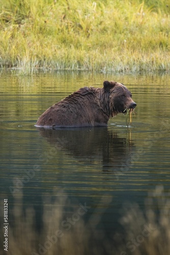 Vertical shot of a wet brown bear in the water pond in Alaska on a clear day