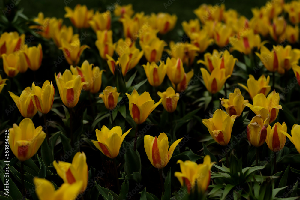 Blossomed yellow beautiful water lily tulips in the Keukenhof Botanical garden Blossomed yellow beautiful water lily tulips in the Keukenhof Botanical garden