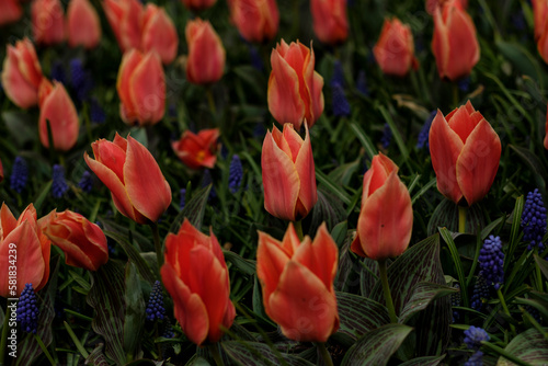 Beautifully blossomed orange tulip flowers in the Keukenhof Botanical garden