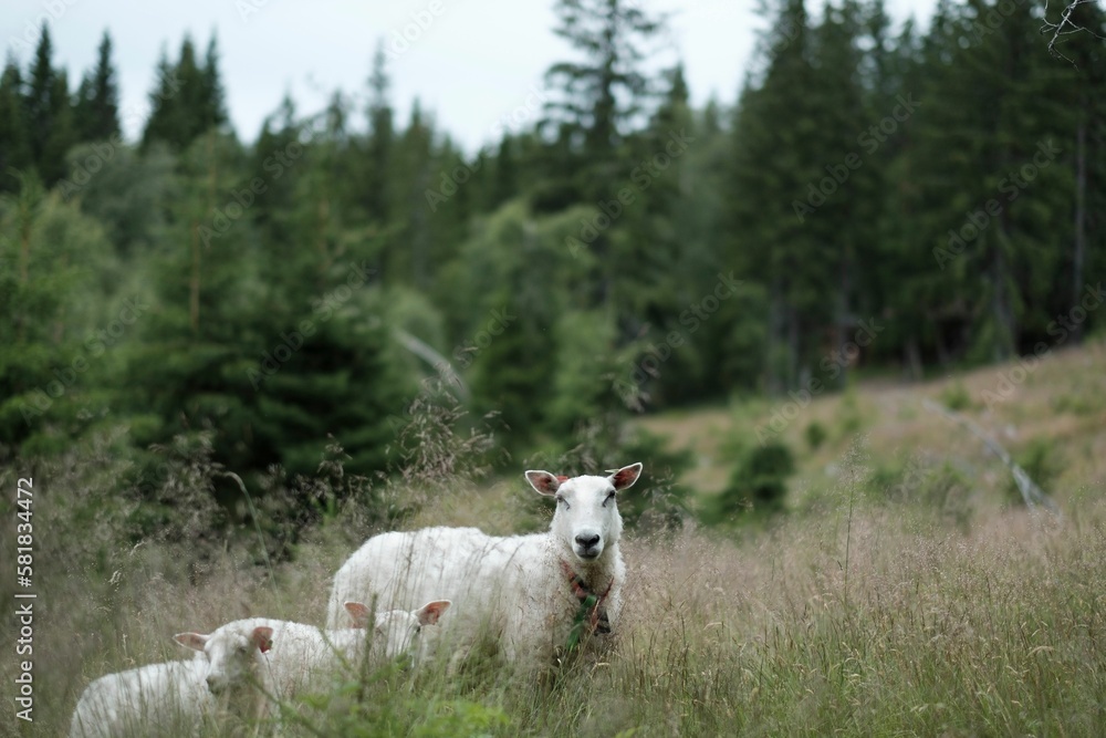 Obraz premium Beautiful view of sheep grazing the mountainside
