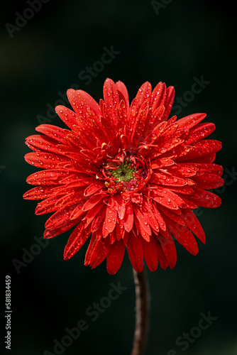 red gerbera flower