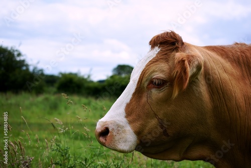 Portrait of a contemplative crying dairy cow in a field...