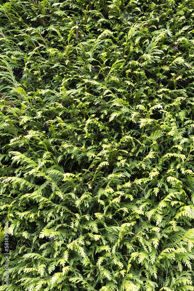 Green Thuja background texture Green Thuja background texture