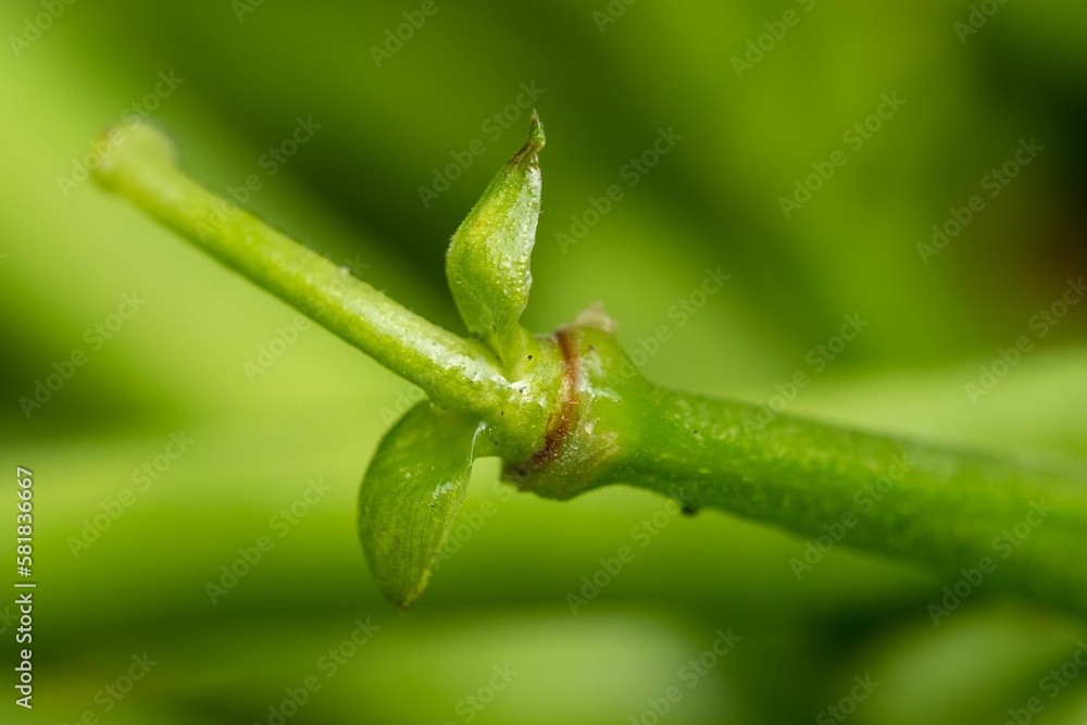 Macro shot of green bean's tail.
