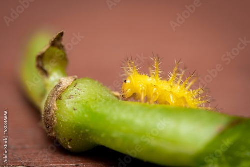 Macro of a yellow Mexican bean beetle on a green bean. photo