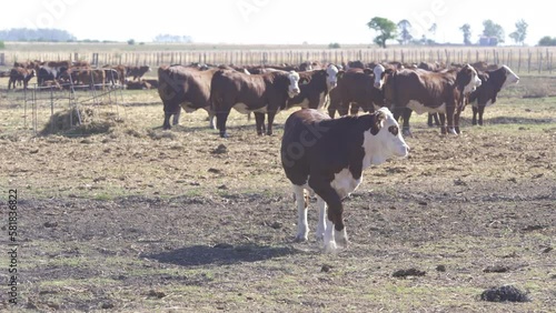Braford. It is a kind of cattle mix from Brahman and Hereford photo