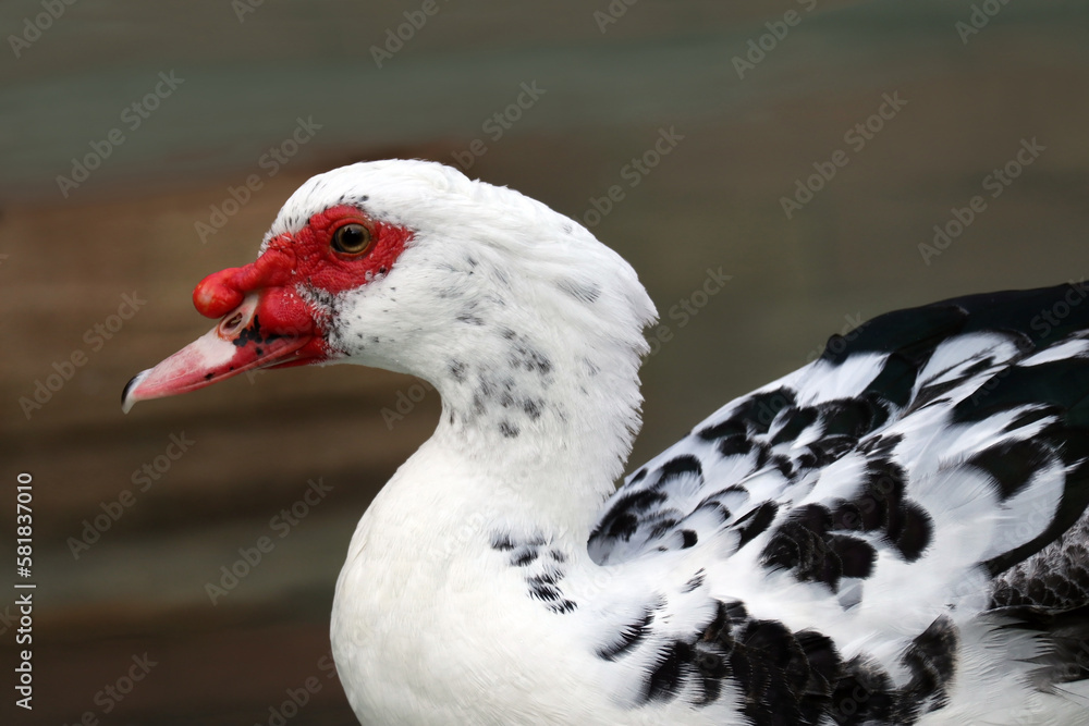 Beautiful Muscovy Duck Beautiful Muscovy Duck