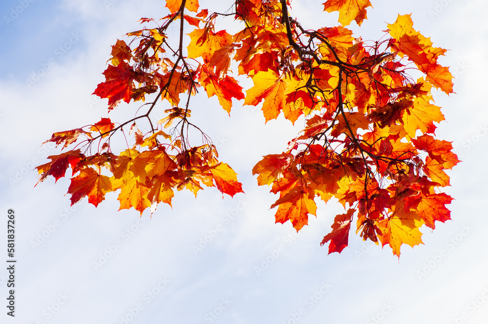Maple tree (Acer platanoides) in autumn colors, sky background.