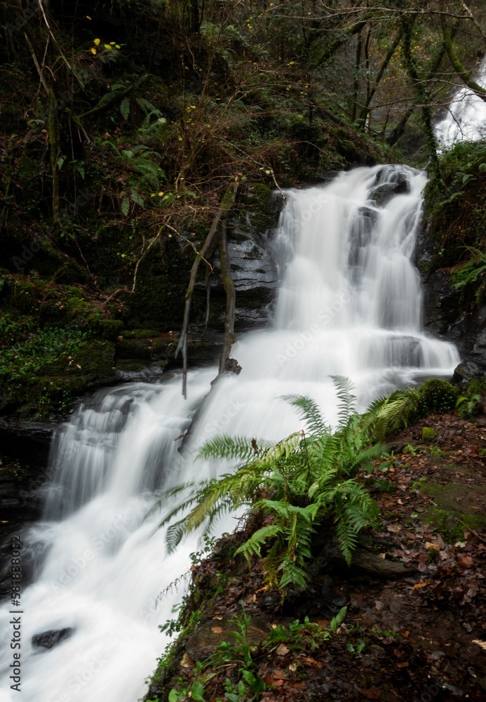 Obraz premium River flowing through the forest in Galicia, Spain