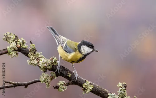 Obraz Bogatka zwyczajna Parus major