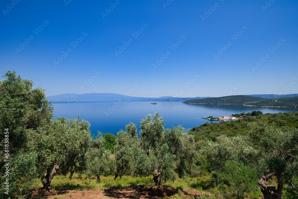 Fototapeta premium olive grove with sea view, wonderful Greek summer landscape, Mount Pelion, Greece