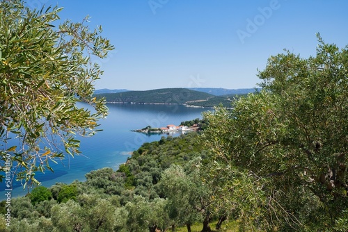 olive grove with sea view  wonderful Greek summer landscape  Mount Pelion  Greece