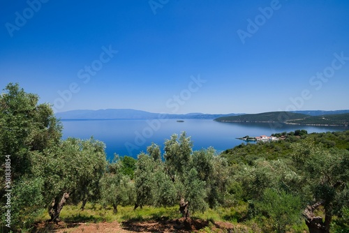 Fototapeta Naklejka Na Ścianę i Meble -  olive grove with sea view, wonderful Greek summer landscape, Mount Pelion, Greece
