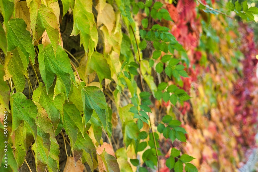 melancholic red and yellow autumn leaves melancholic red and yellow autumn leaves